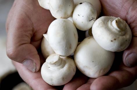 Monaghan Mushroom Farm
